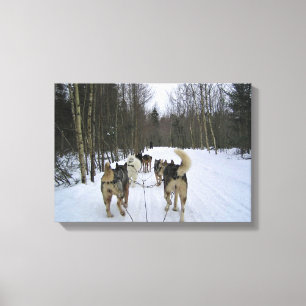 Impressão Em Tela Cachorro Dormindo em Quebec, Canadá