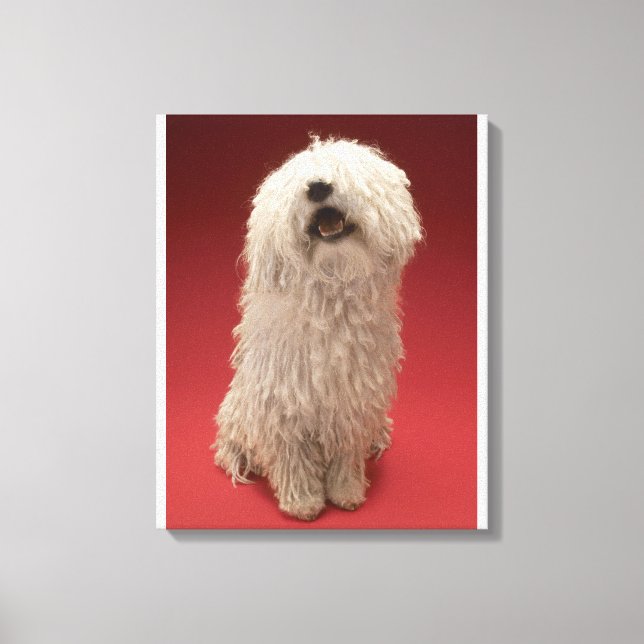 Impressão Em Tela Cachorro Komondor Cute (Frente)
