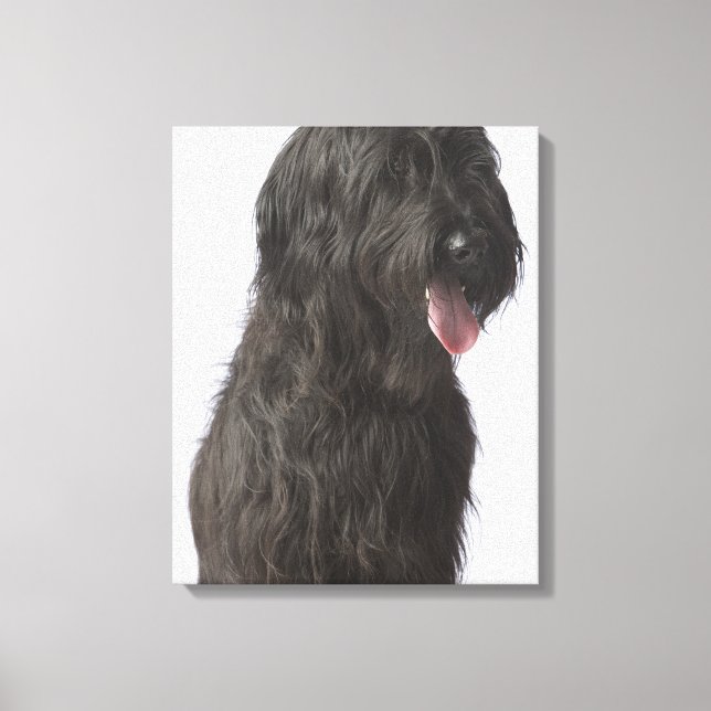 Impressão Em Tela Cachorro negro, Briard (Frente)
