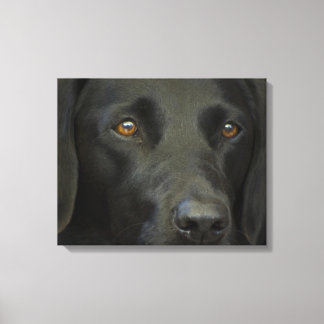 Impressão Em Tela Cachorro Negro Labrador