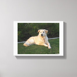 Impressão Em Tela Cachorro Relaxando