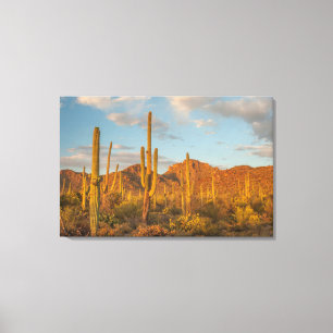 Impressão Em Tela Cacto saguaro ao pôr do sol, Arizona