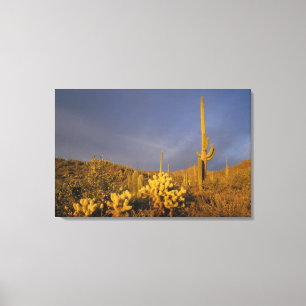 Impressão Em Tela cactos saguaro, Carnegiea gigantea, e teddy