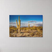 Cactus Sunset na Arizona