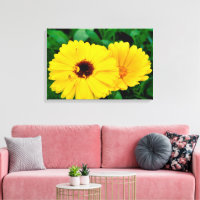 Calendula Officinalis