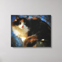 Calico Cat no vento
