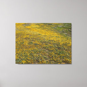 Impressão Em Tela California Goldfields