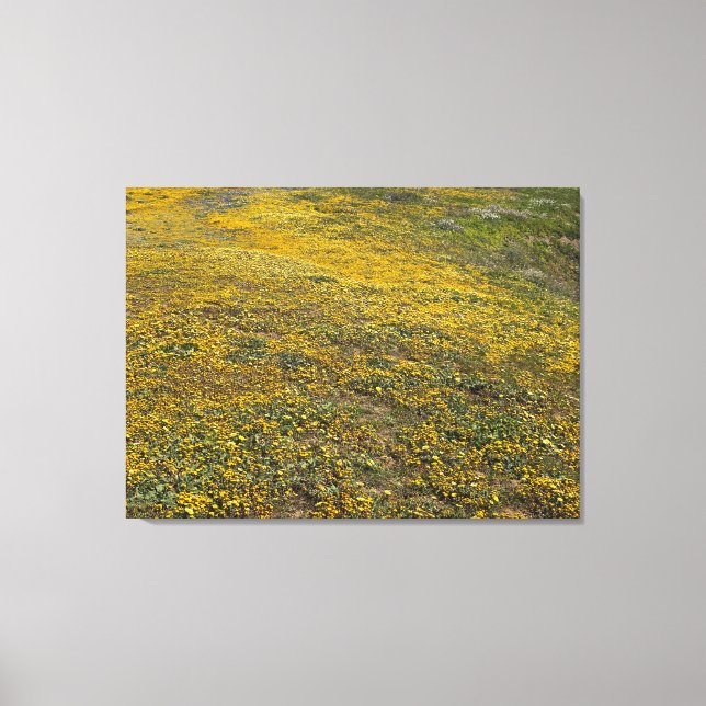 Impressão Em Tela California Goldfields (Frente)