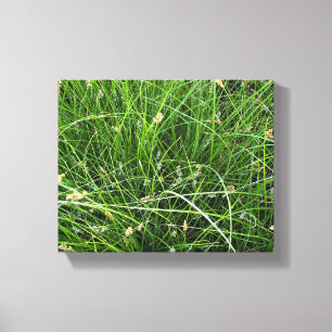 Impressão Em Tela California Meadow Sedge