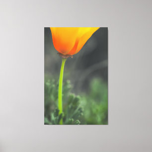 Impressão Em Tela California Poppy