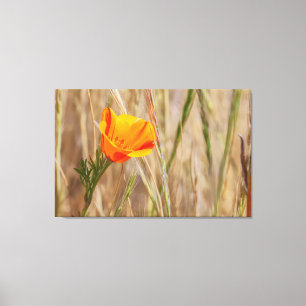 Impressão Em Tela California Poppy