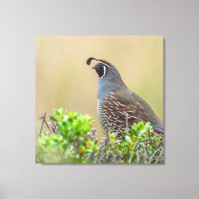 Impressão Em Tela California Quail (Frente)