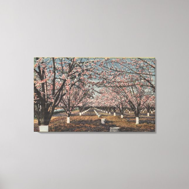 Impressão Em Tela CaliforniaBlossom florescendo em árvores (Frente)