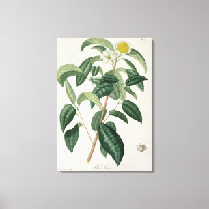 Impressão Em Tela Camellia Thea, de 'Phytographie Medicale', por Jos