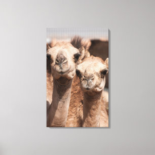 Impressão Em Tela Camelos no mercado do camelo em Al Ain perto de