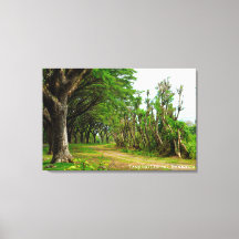 Caminho Arborizado Alamedas Paisagem Fotografia Vi