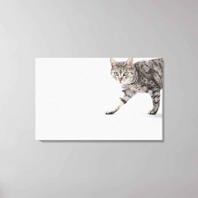 Impressão Em Tela Caminho de gato (Frente)