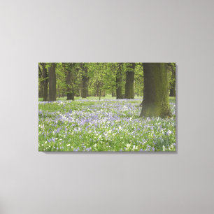 Impressão Em Tela Campainhas azuis e Carvalhos na Primavera, Little 