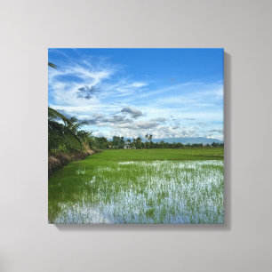 Impressão Em Tela Campo de arroz sob um céu azul brilhante	