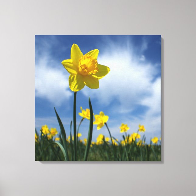 Impressão Em Tela Campo de Daffodil Amarelo no Céu Azul 24x24 (Frente)