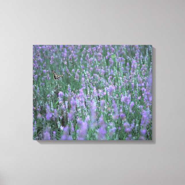 Impressão Em Tela Campo de lavanda (Frente)