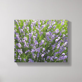 Impressão Em Tela Campo de Lavanda