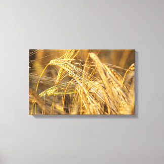 Impressão Em Tela Campo de ouro (orelhas de trigo)