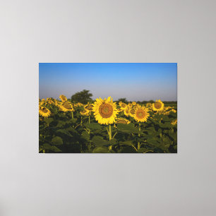 Impressão Em Tela Campo de Sunflower