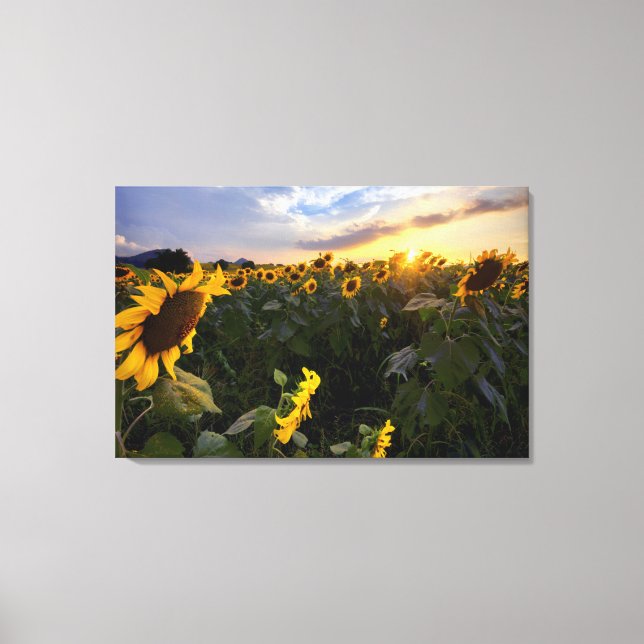 Impressão Em Tela Campo de Sunflower Blooming (Frente)