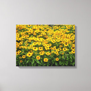 Impressão Em Tela Campo de Susans de Olhos Negros