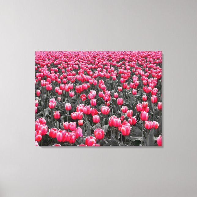 Impressão Em Tela Campo Tulipas Rosa (Frente)