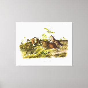 Impressão Em Tela Canadá - Audubon Pouched Rat (Plains Pocket Gophe