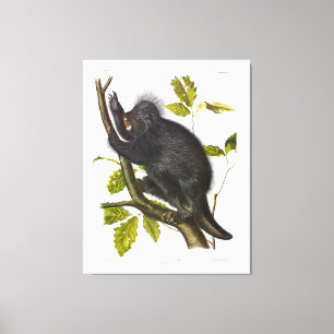 Impressão Em Tela Canadá Porcupine ou Porcupine norte-americano