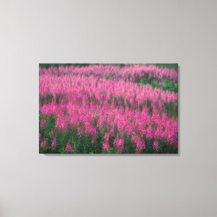Impressão Em Tela Canadá, Quebec, Gaspe. Flores Roxas de Lythrum,