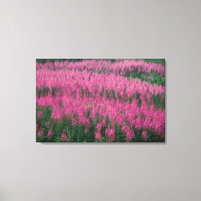 Impressão Em Tela Canadá, Quebec, Gaspe. Flores Roxas de Lythrum, (Frente)