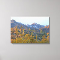 Canhotos de Saguaros Iluminados pelo Sol no Invern