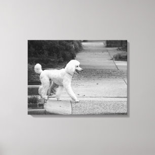 Impressão Em Tela Caniche