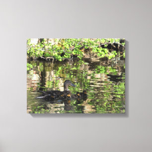 Impressão Em Tela Canvas: Pato e patinhos do pato selvagem