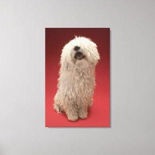 Impressão Em Tela Cão bonito de Komondor