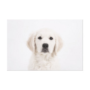 Impressão Em Tela Cão branco no filhote de cachorro grandes Pyrenees