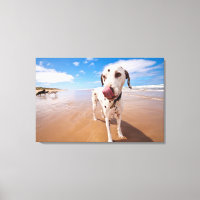 Cão Dalmático Na Praia