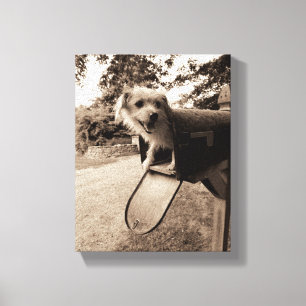 Impressão Em Tela Cão dentro de uma caixa postal