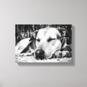 Impressão Em Tela Cão dormente