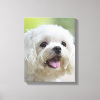 Cão Maltês Branco