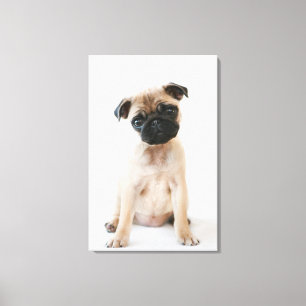Impressão Em Tela Cão novo bonito do Pug