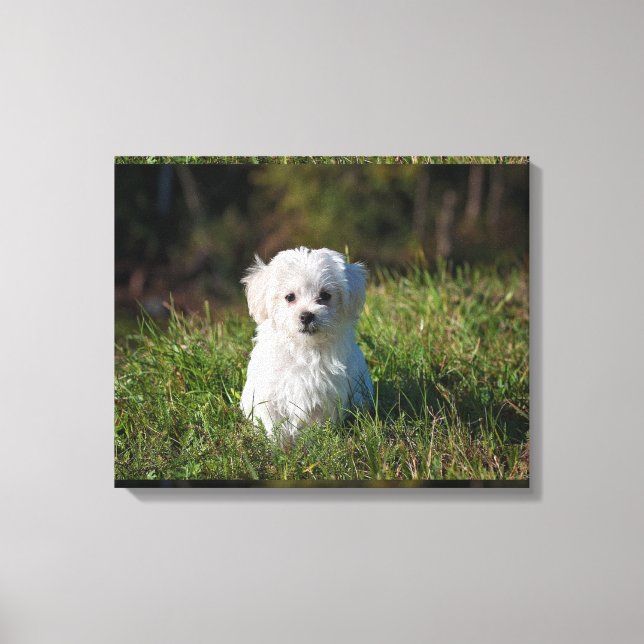 Impressão Em Tela Cãozinho branco bonito (Frente)