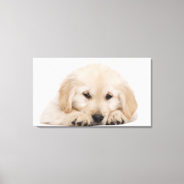 Impressão Em Tela cãozinho de recuperação de ouro 2 (Frente)