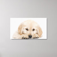 cãozinho de recuperação de ouro 2