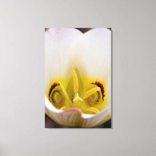 Impressão Em Tela Capitol Reef National Park, Utah, EUA 2 (Frente)