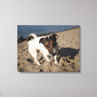 Capo von Oppenheim, Jack Russell Terrier, Cão